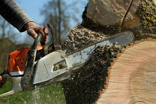 Tree Removal for Businesses in Andrews, NC